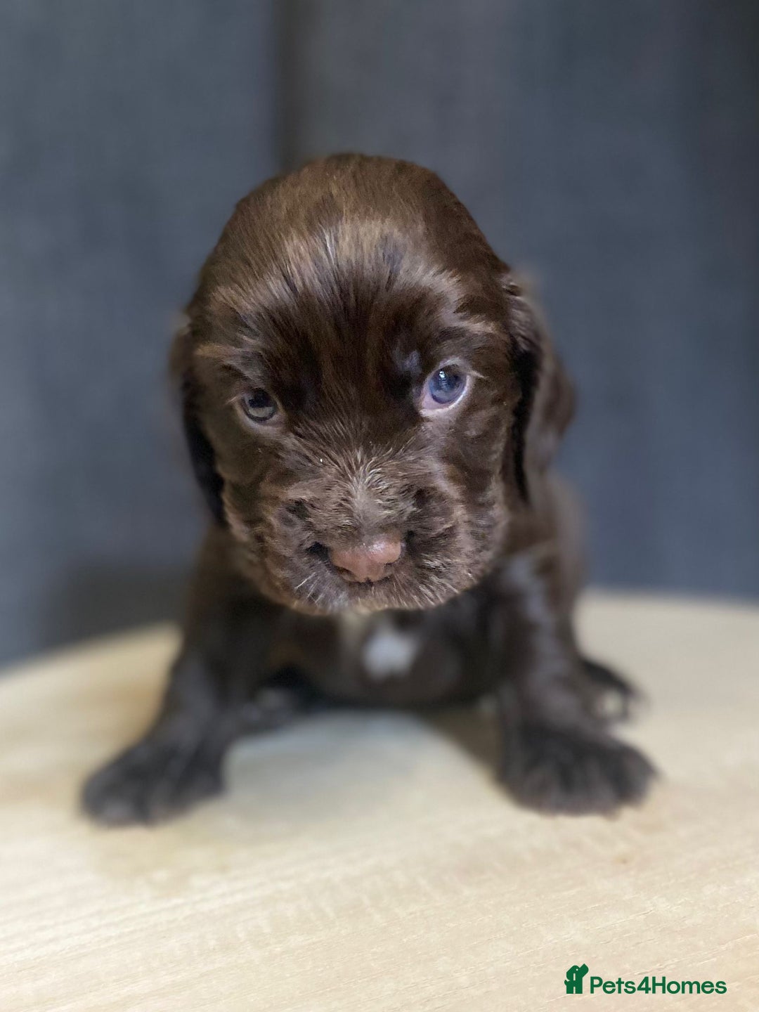 Cocker Spaniel dogs for sale: Stunning KC Reg Cocker Spaniel Pups Choco/Black - Image 33