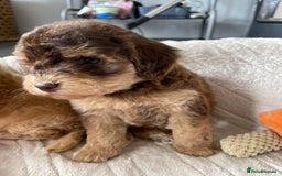 Cockapoo dogs for sale: Chocolate F1b Cockapoo’s - Image 4
