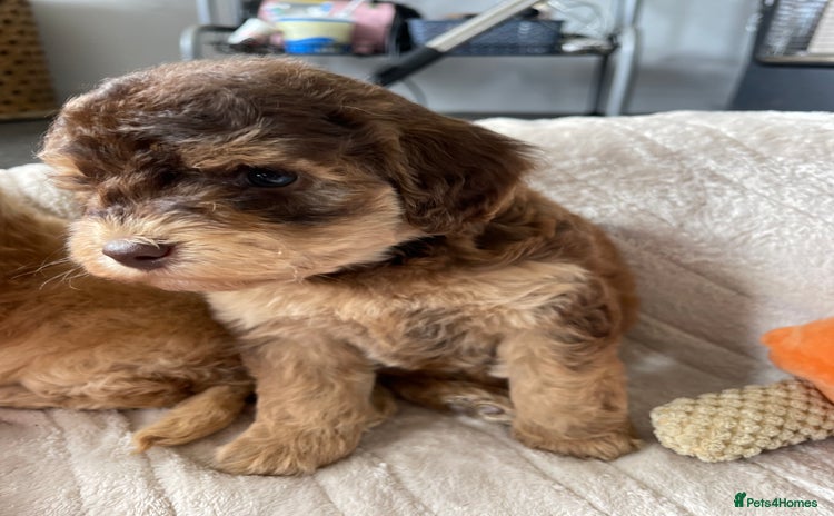 Cockapoo dogs - Advert 3