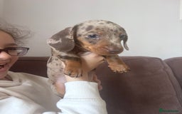 Miniature Dachshund dogs for sale: Kc reg miniature dachshund  - Image 20