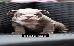 English Bulldog dogs for sale: English bulldog pups for sale  - Image 6