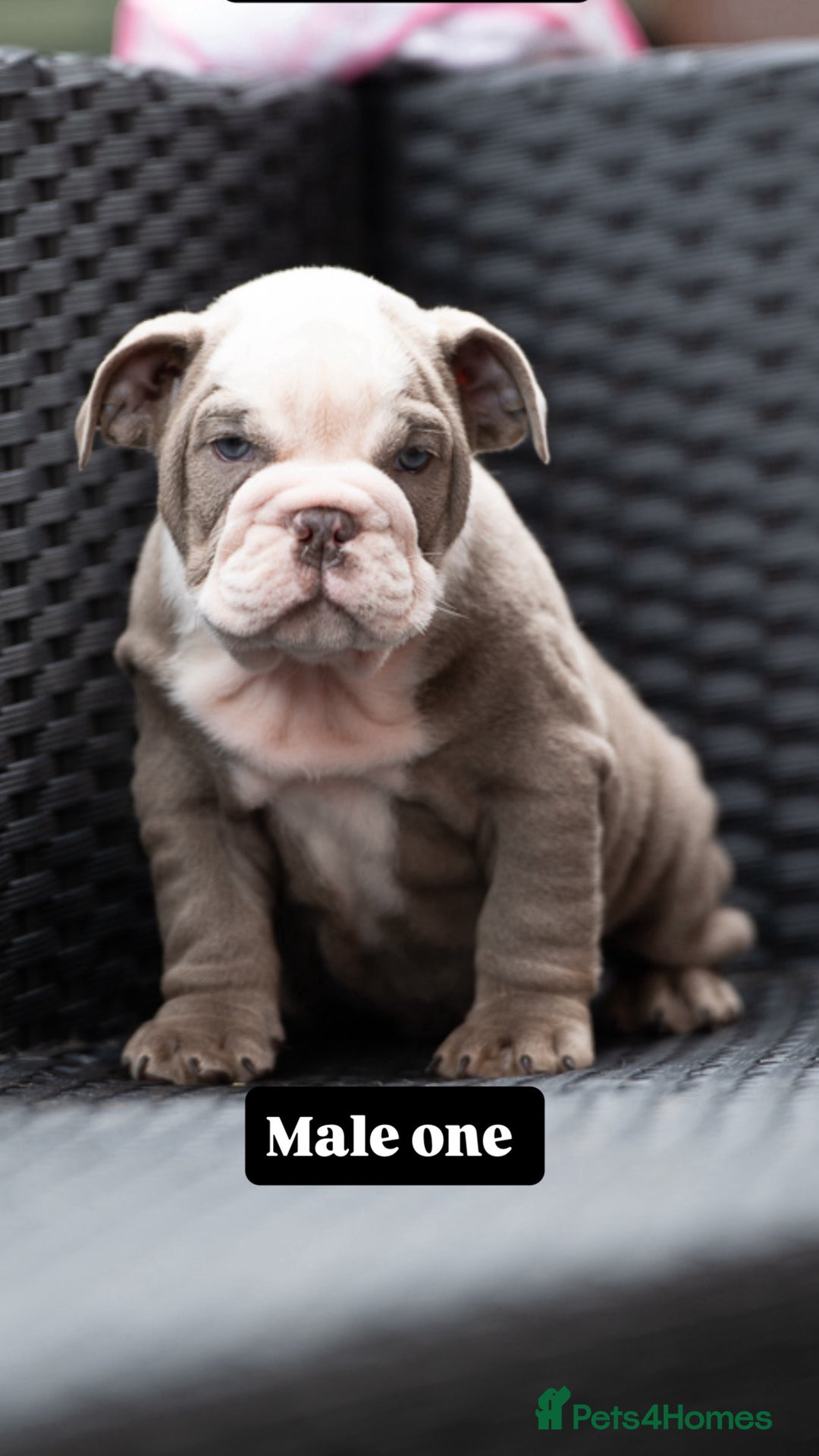English Bulldog dogs for sale: English bulldog pups for sale  - Image 6