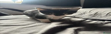 Mixed Breed Kitten 5