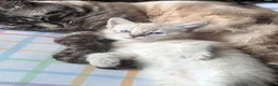 Siberian cats for sale: BEAUTIFUL LYNX POINT X SIBERIAN BABIES  - Advert 2