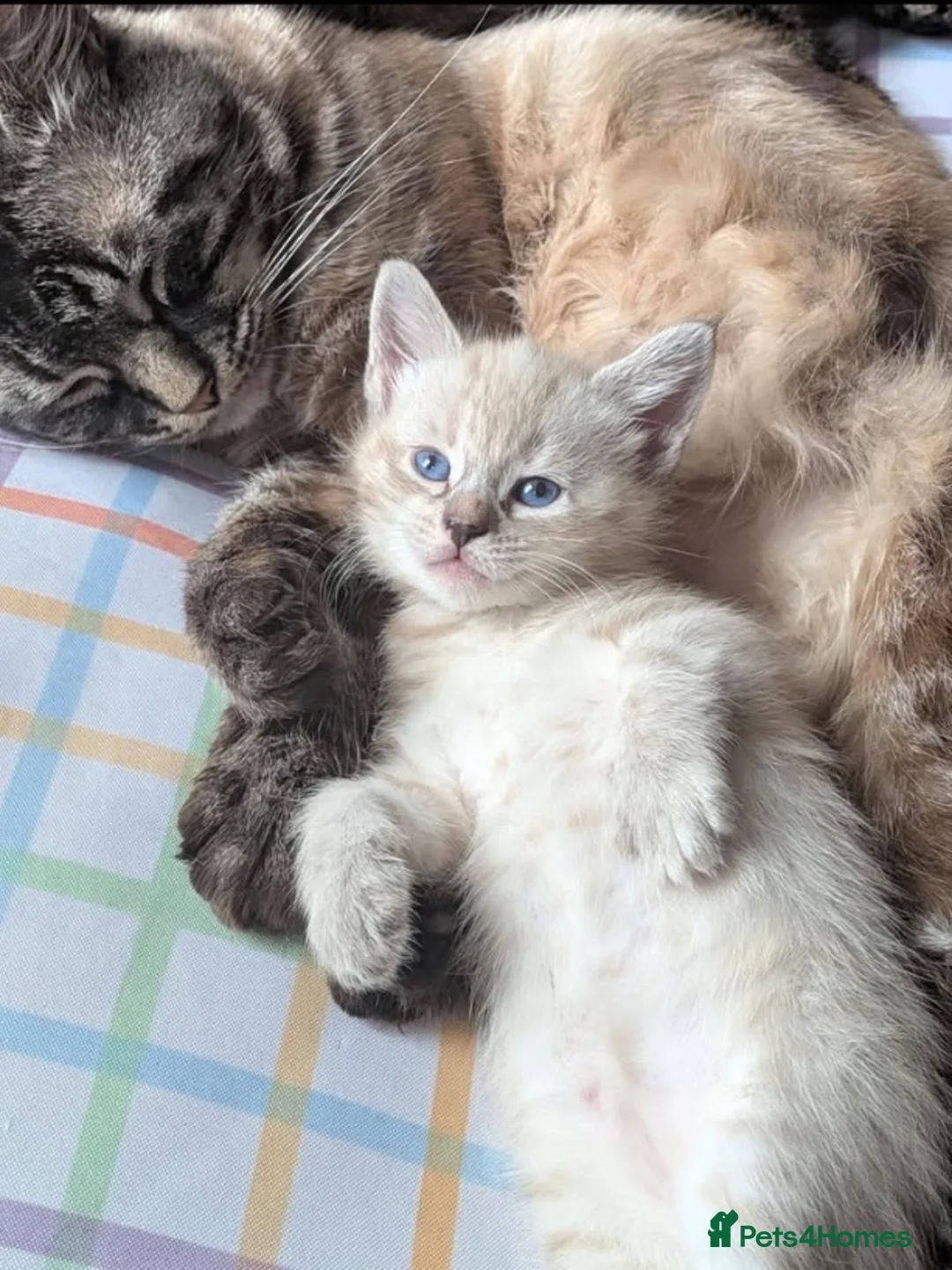 Siberian cats for sale: BEAUTIFUL LYNX POINT X SIBERIAN BABIES  - Advert 2