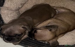 French Bulldog dogs for sale: Litter of mixed colour French bulldog puppies  - Advert 1