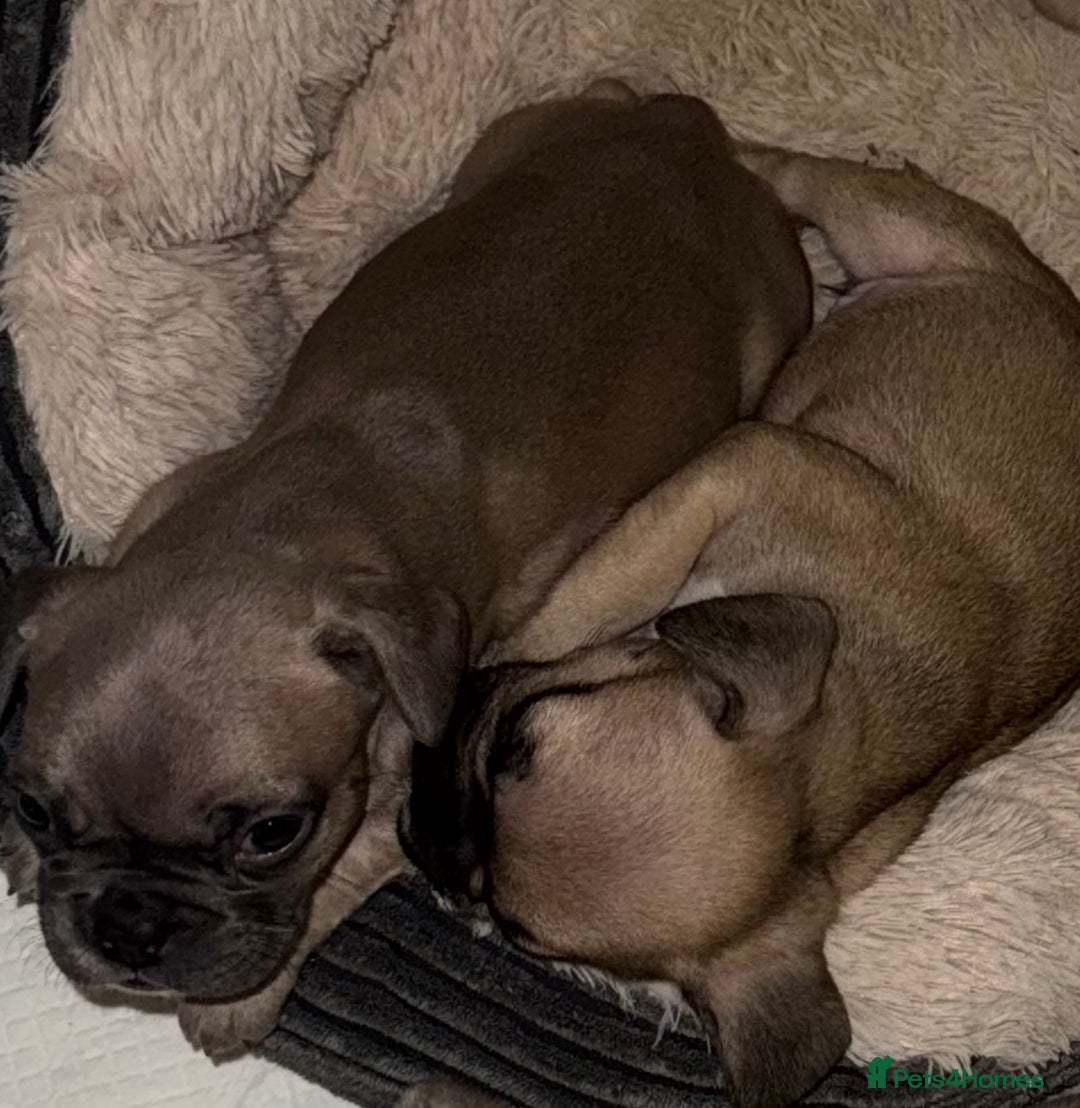 French Bulldog dogs for sale: Litter of mixed colour French bulldog puppies  - Advert 1