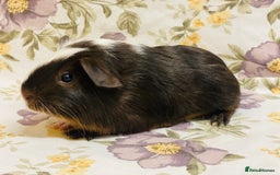 Guinea Pig rodents for sale: Pretty Baby boy Guineapigs ready to reserve  - Image 12