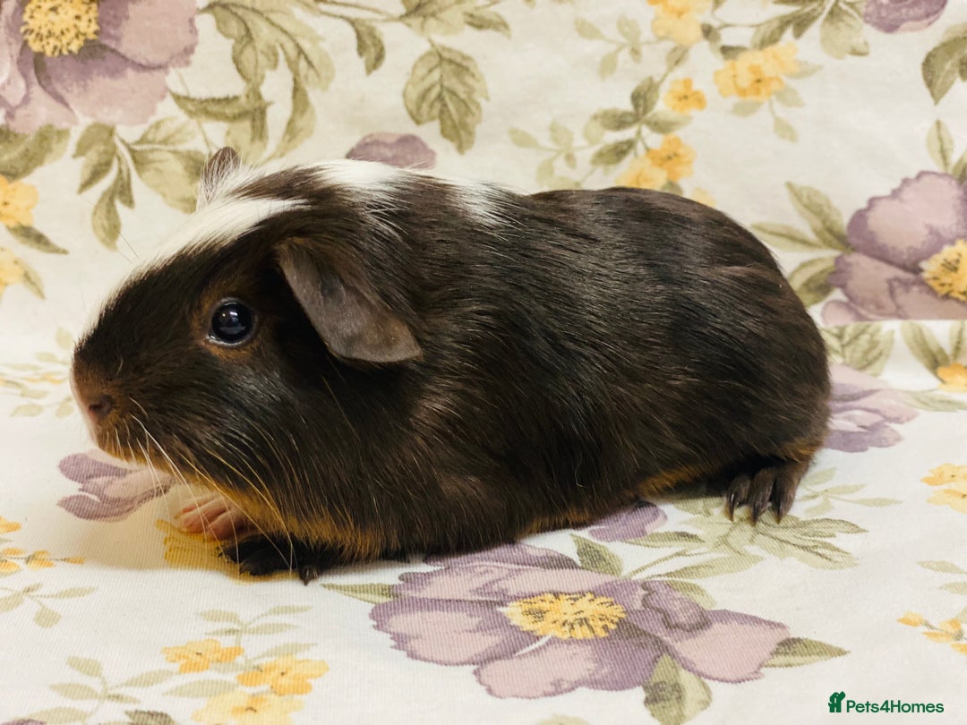 Guinea Pig rodents for sale: Pretty Baby boy Guineapigs ready to reserve  - Image 12