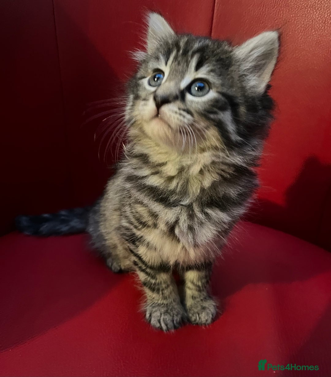 Mixed Breed cats for sale: Three Gorgeous Girls For sale. - Advert 5