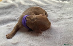 Mixed Breed dogs for sale: Cockapoo/Cavapoo Mix Puppies Available 10 Nov 25 - Image 27