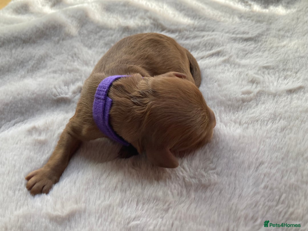 Mixed Breed dogs for sale: Cockapoo/Cavapoo Mix Puppies Available 10 Nov 25 - Image 27