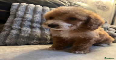 Cockapoo dogs Cockapoo puppies - DNA Health test clear  - Advert 8