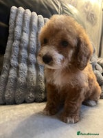 Cockapoo dogs Cockapoo puppies - DNA Health test clear - Advert 4