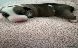 English Bull Terrier dogs for sale: 🏆CH Bloodlines Top Quality English Bull Terriers  - Image 21