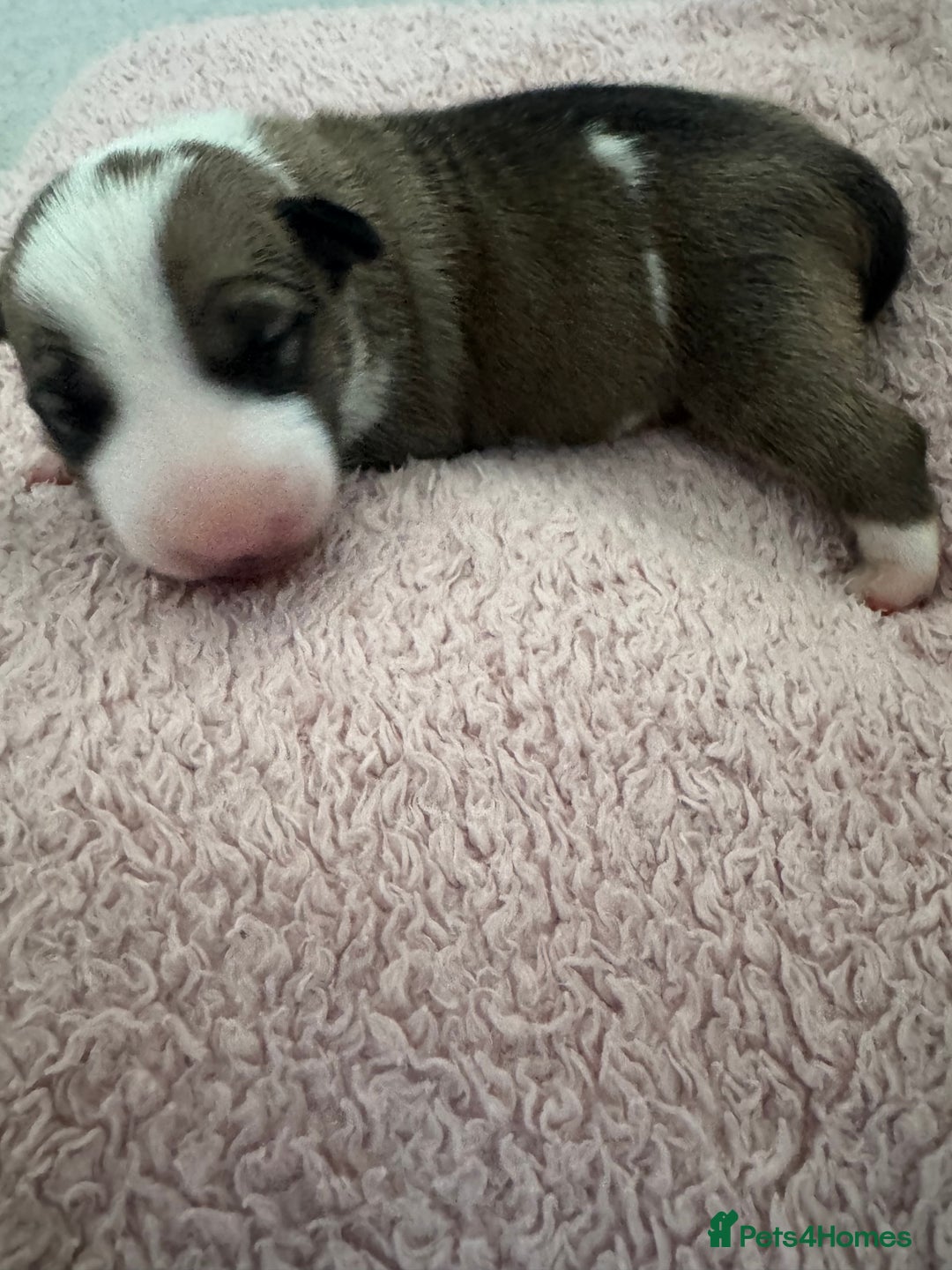 English Bull Terrier dogs for sale: 🏆CH Bloodlines Top Quality English Bull Terriers  - Image 21
