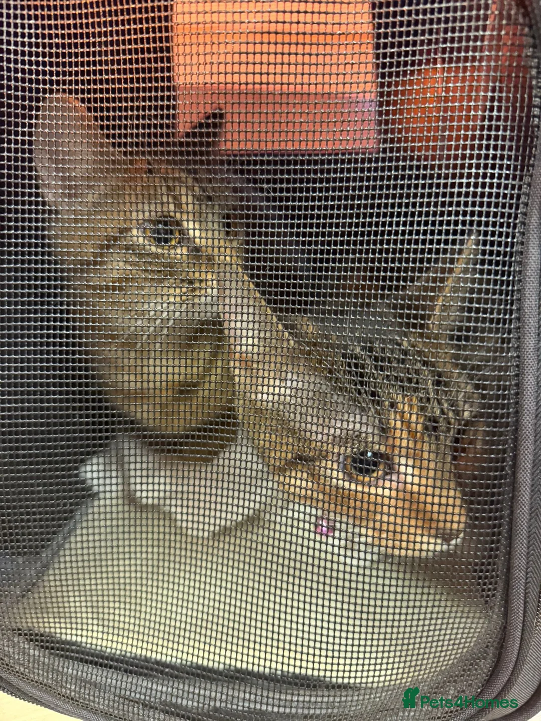 Domestic Shorthair cats for sale: Adorable 5-Month-Old Female Kitten Urgent Rehoming - Advert 5