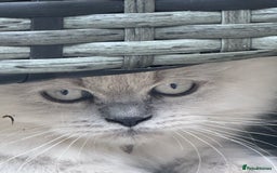 British Shorthair cats for sale: Ready For Forever Homes Soon! - Image 28