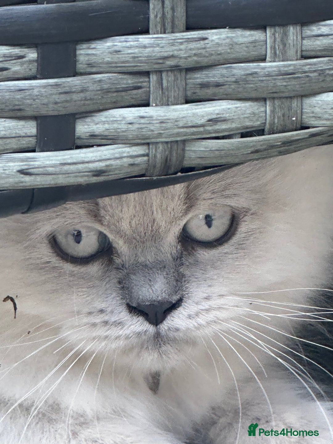 British Shorthair cats for sale: Ready For Forever Homes Soon! - Image 28