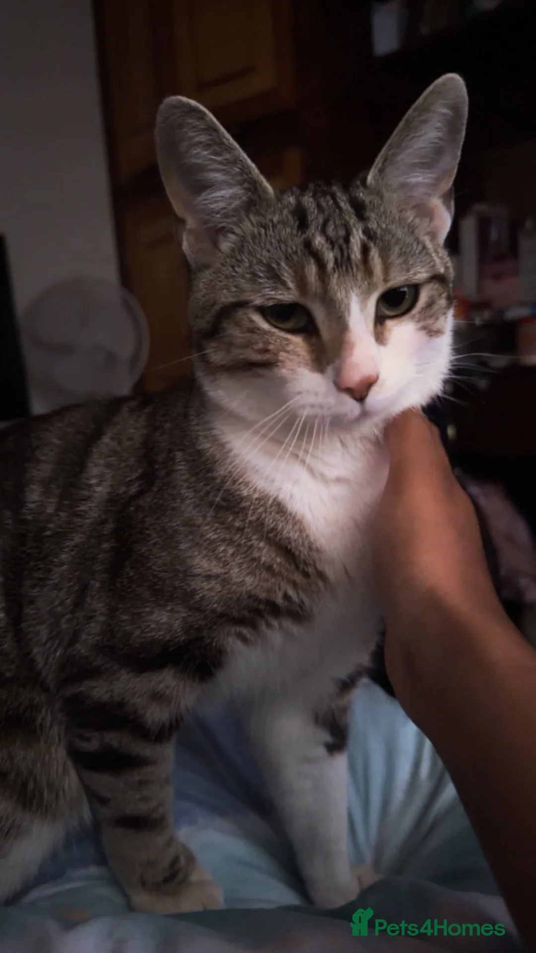British Shorthair cats for sale: British shorthair cat  in Huddersfield - Advert 1