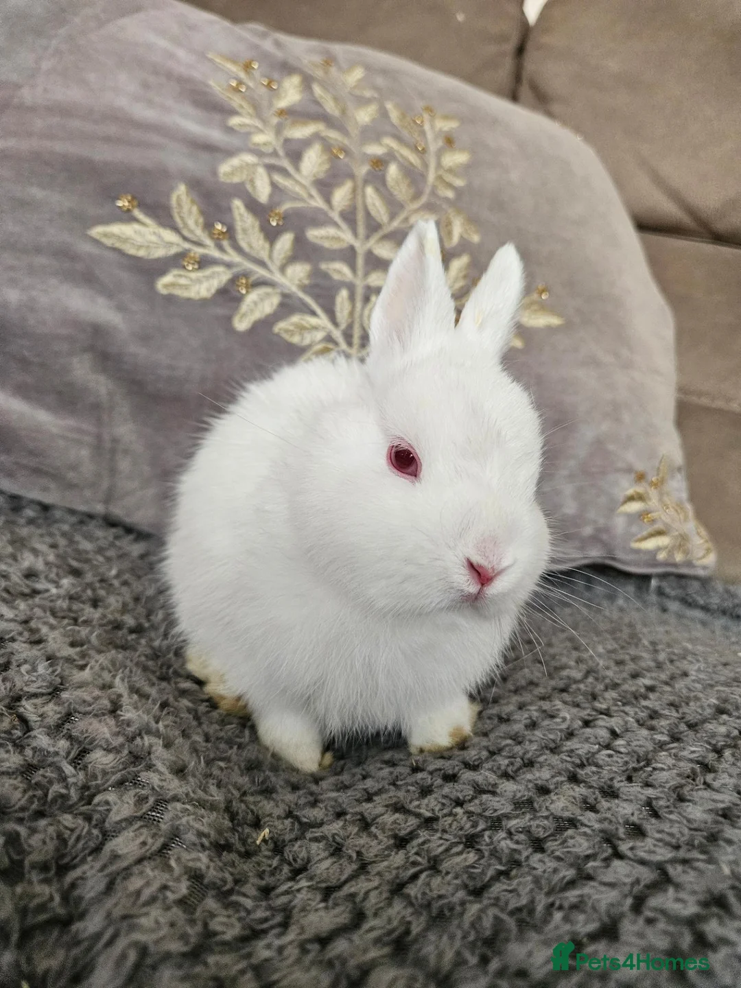 Netherland Dwarf rabbits for sale: Netherlands dwarf baby's  - Advert 2