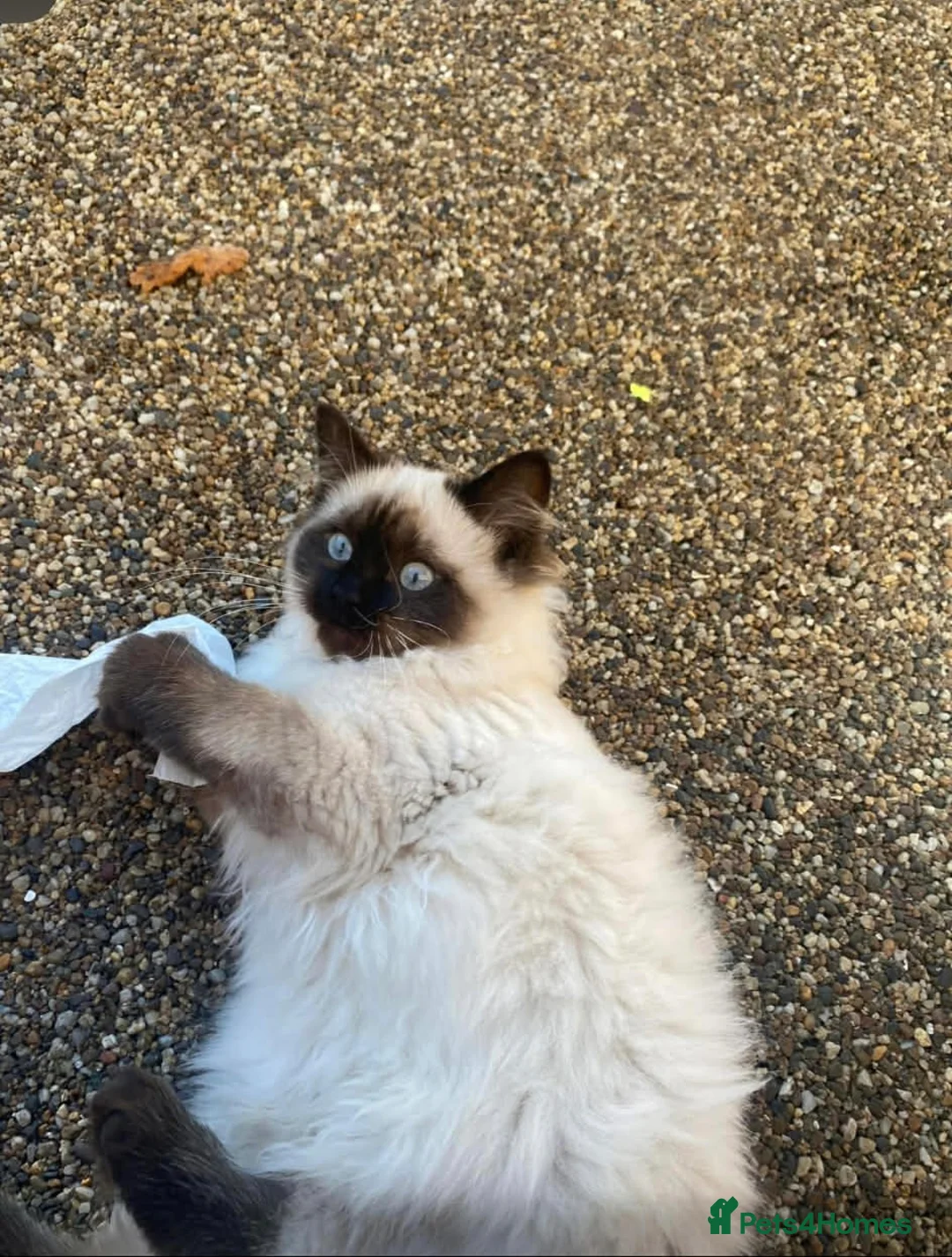 Ragdoll cats for sale: Strawberry for sale  in Winchester - Advert 8