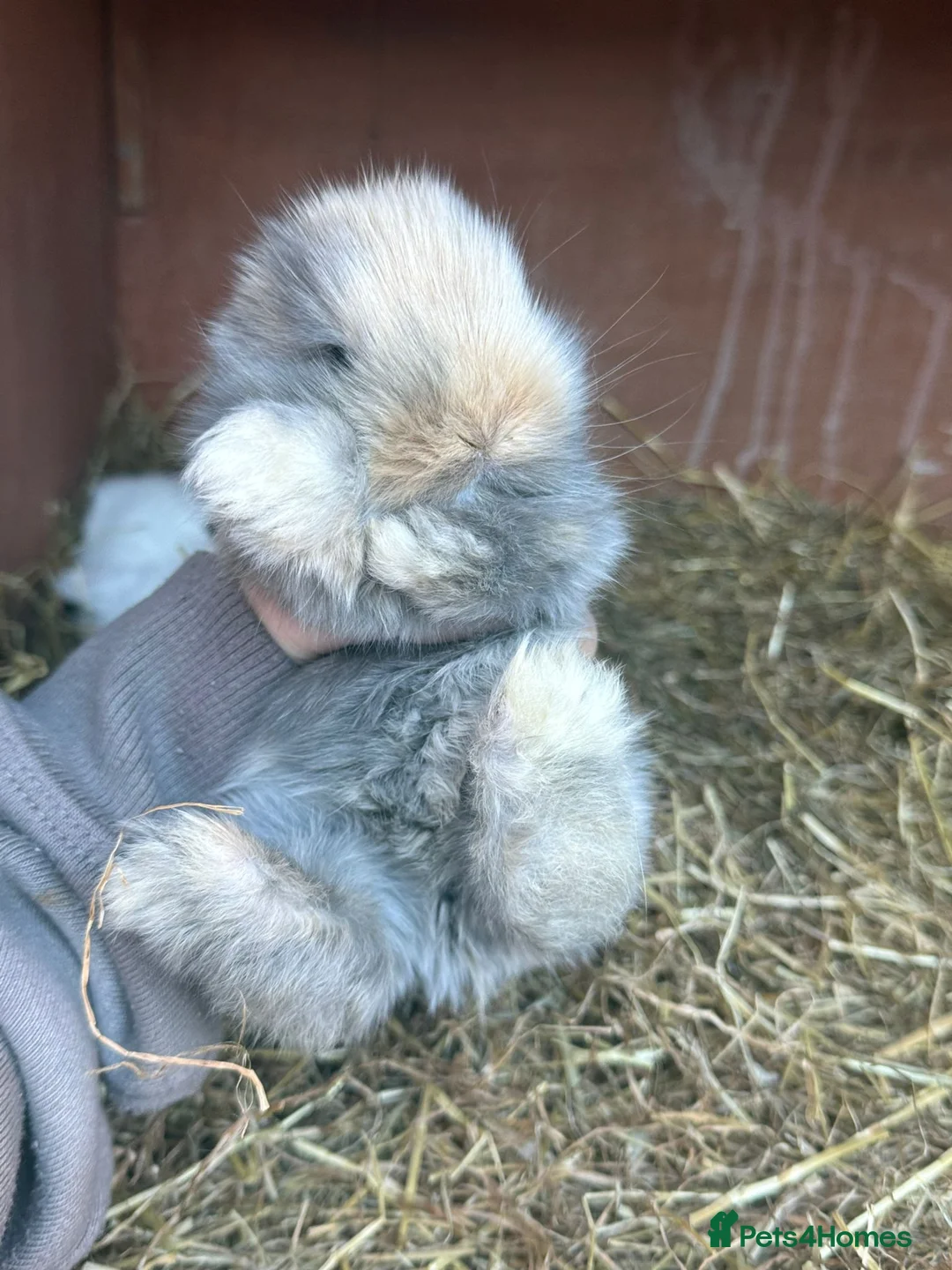 Mini Lion Lop rabbits for sale: Mini lion lops  - Advert 9