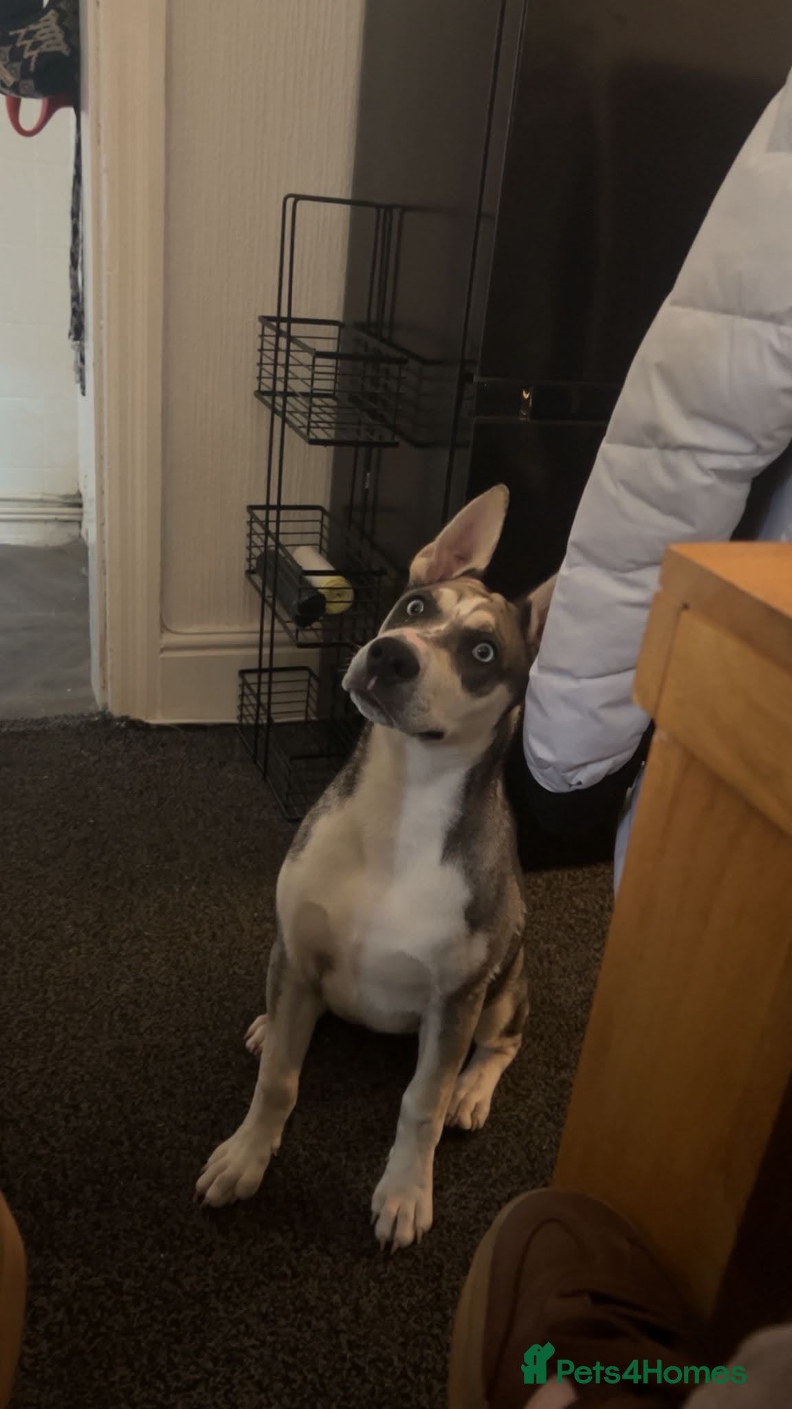 Mixed Breed dogs for sale: Poppy  in Burnley - Advert 1