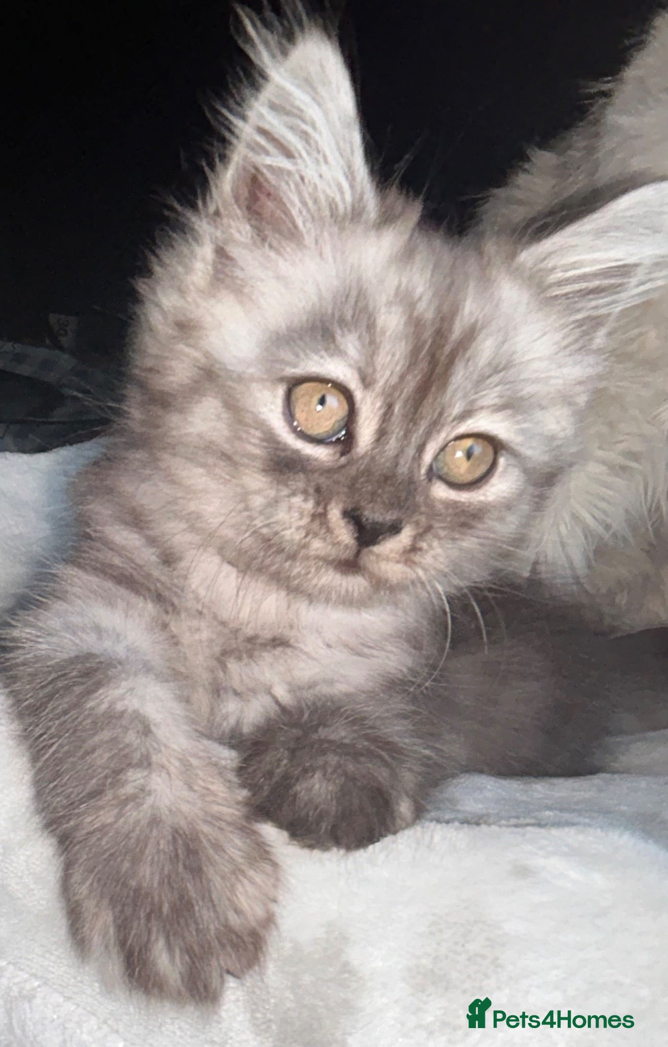Persian cats 1 CUTE KITTEN left Now Reduced  - Advert 1