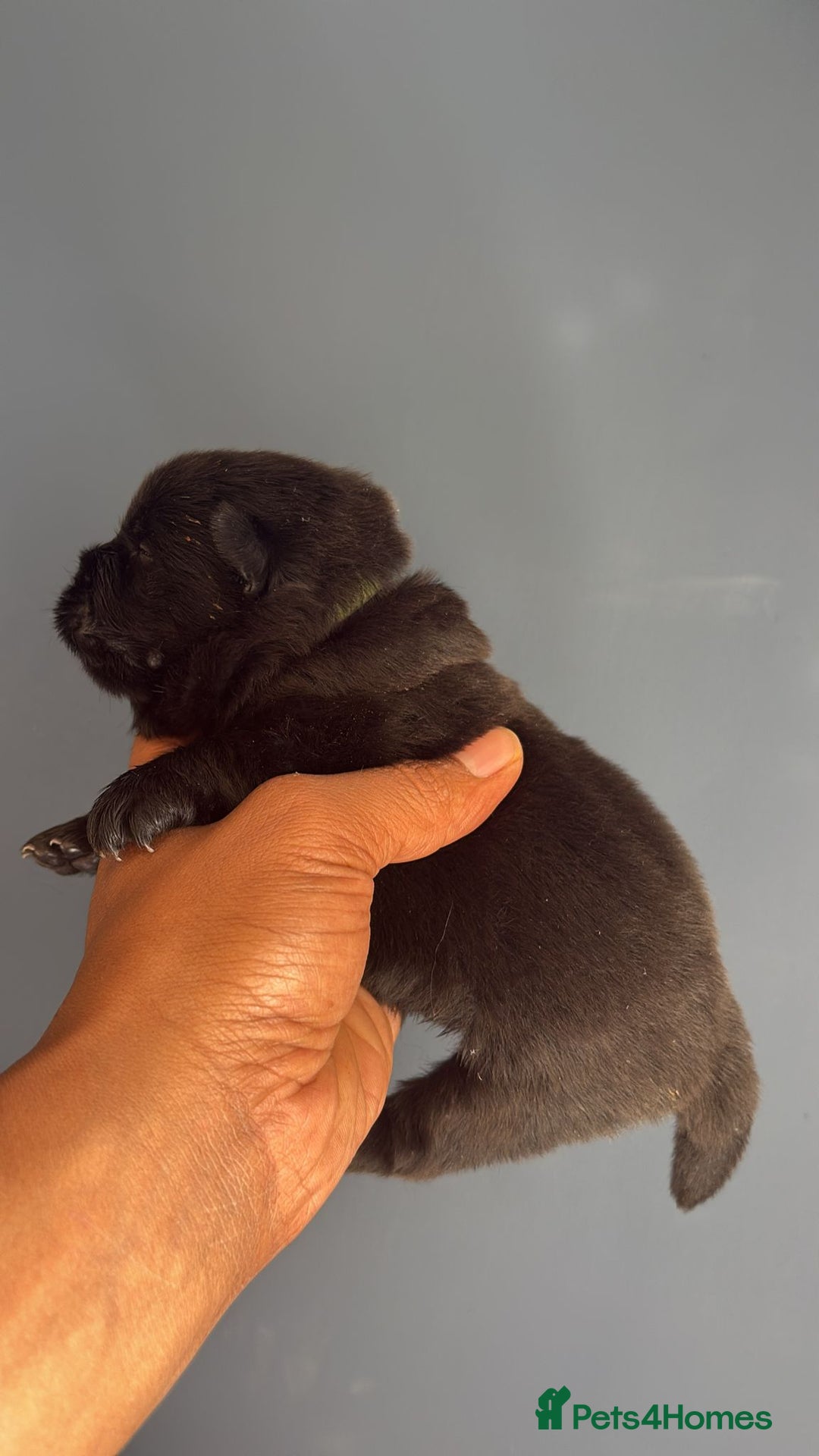 Chow Chow dogs for sale: Beautiful Chow Chow puppies  - Image 31