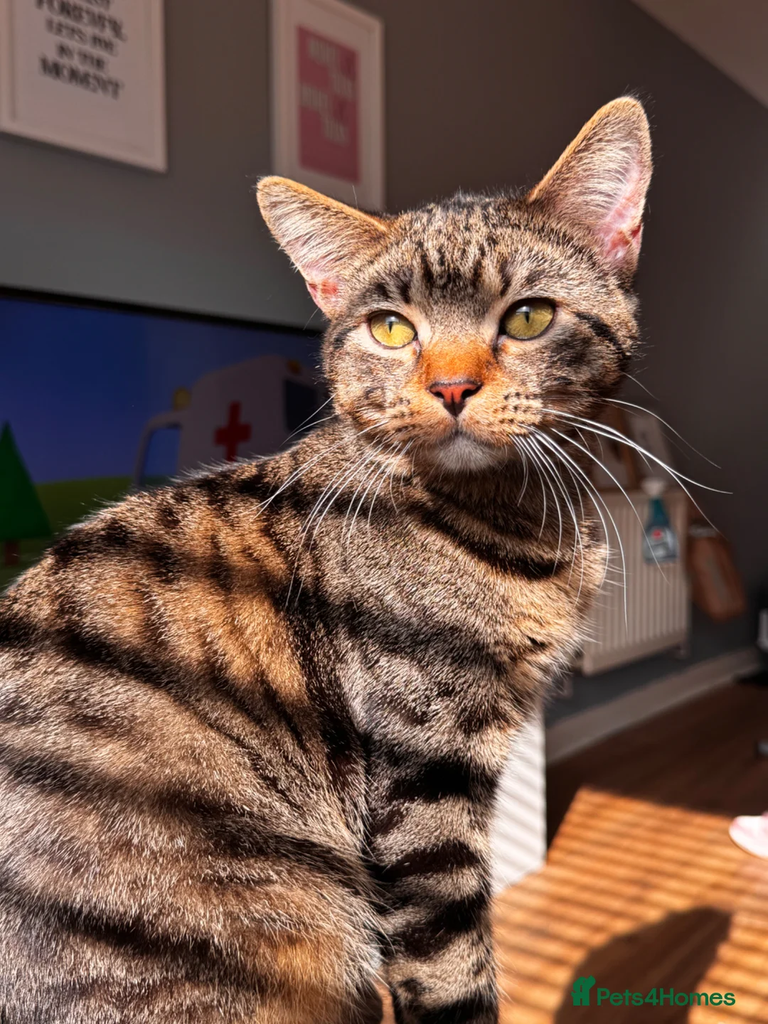 Mixed Breed cats for sale: Tabby cat  in Hatfield - Advert 2