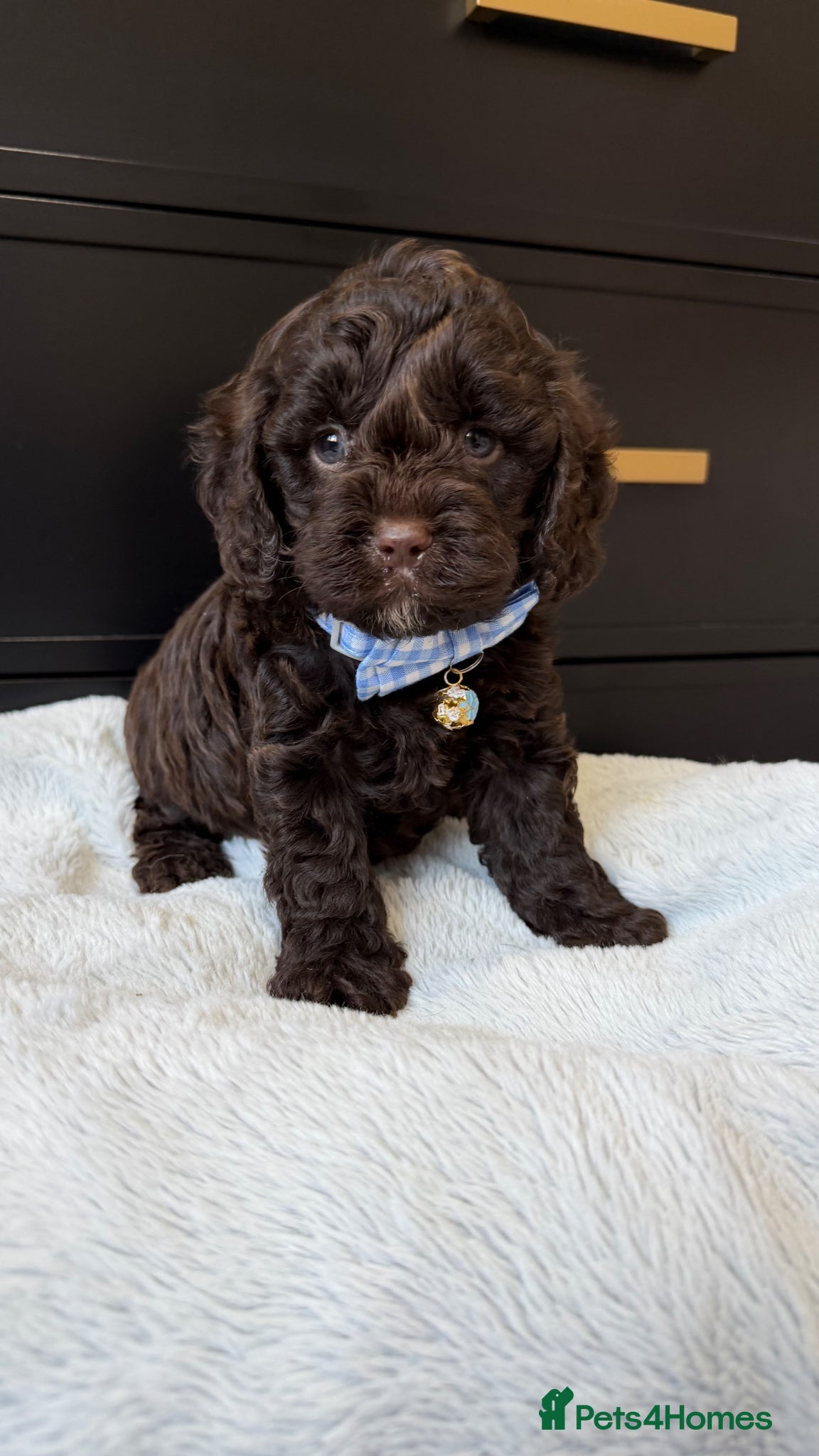 Cavapoo dogs Amazing quality Chocolate Cavapoos  - Advert 12