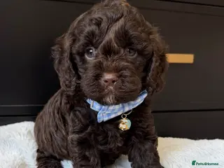 Cavapoo dogs Amazing quality Chocolate Cavapoos - Advert 12