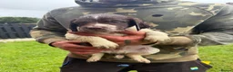 English Springer Spaniel dogs for sale: 🐾 KC Registered Springer Spaniel Puppies 🐾 in Sheffield - Advert 7