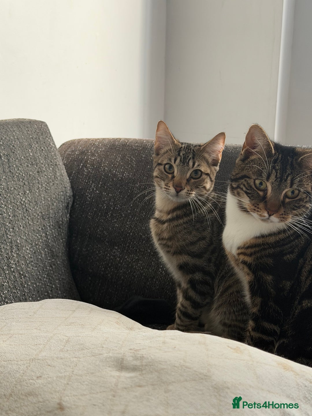 Mixed Breed cats for sale: Male kitten ready now - Advert 1