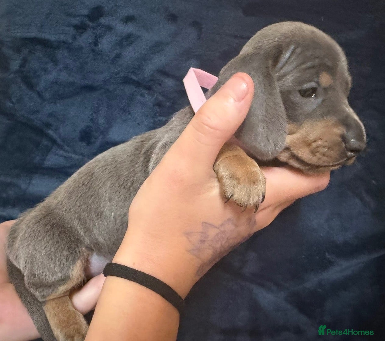 Miniature Dachshund dogs Gorgeous Miniature Sausages 💖  - Advert 4