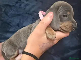 Miniature Dachshund dogs Gorgeous Miniature Sausages 💖 - Advert 4