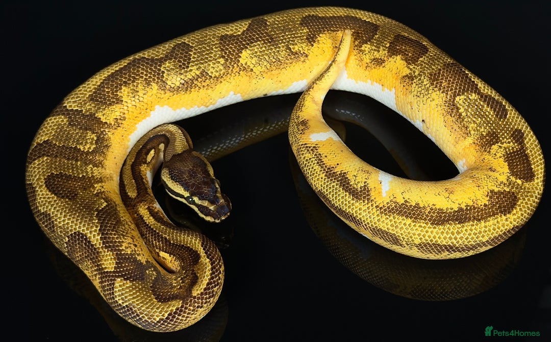 Python Snake reptiles for sale: Royal pythons/ball pythons  - Image 19