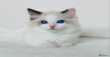 Ragdoll cats - Advert 14