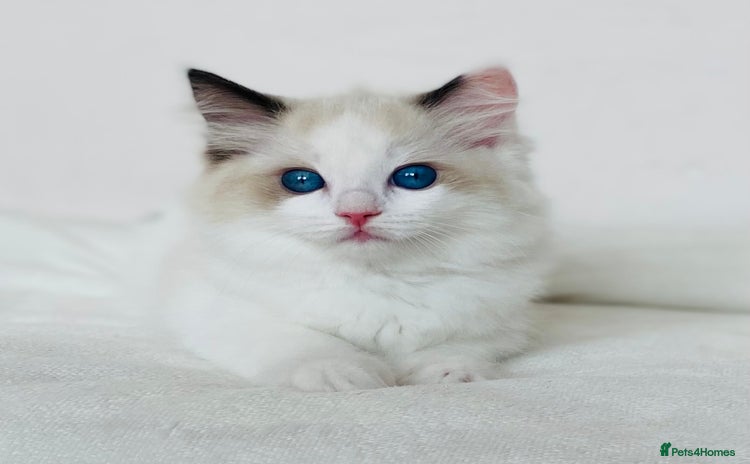Ragdoll cats - Advert 12