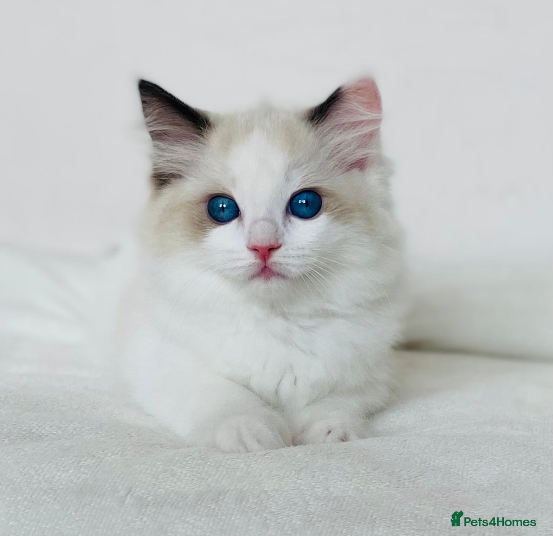 Ragdoll cats for sale: 🐾GCCF Family Reared Ragdoll Kittens🐾 - Image 5