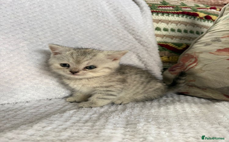 British Shorthair cats - Advert 13