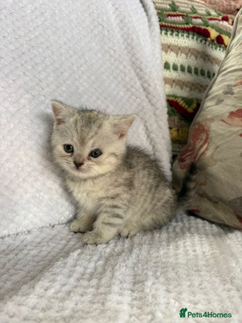 British Shorthair cats - Advert 13