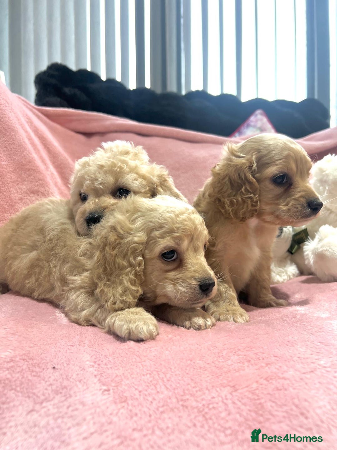 Cockapoo dogs for sale: Tiny cockerpoo pups - Advert 22