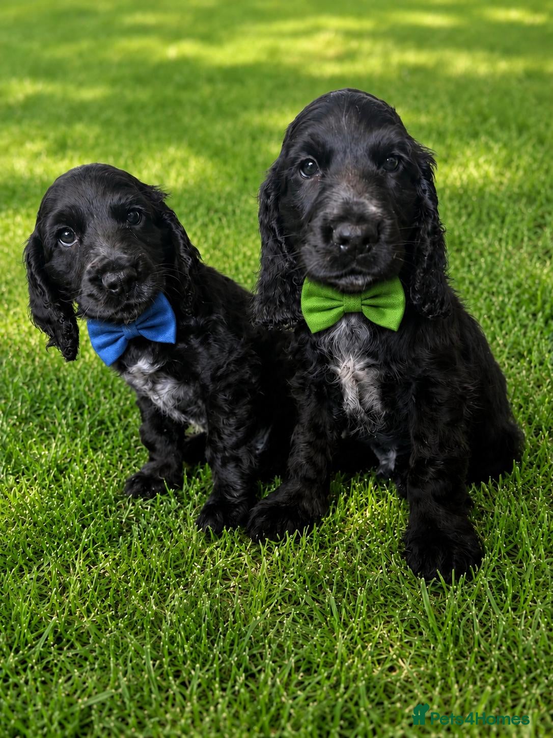 Cocker Spaniel dogs Reduced: English Show Type Cocker Pups - Advert 1