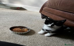 Mixed Breed cats for sale: Fluffy Mixed Breed Kittens For Sale  - Image 12