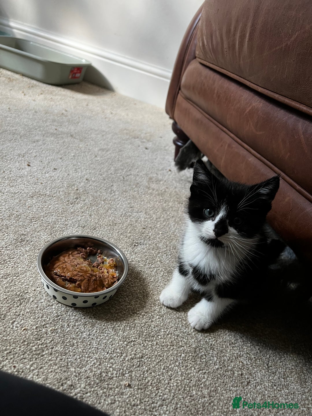 Mixed Breed cats for sale: Fluffy Mixed Breed Kittens For Sale  - Image 12