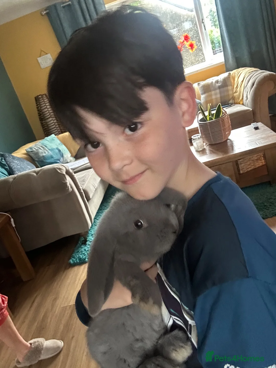 French Lop rabbits for sale: Beautiful litter of Giant French lops  - Advert 2
