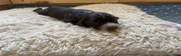 Sprocker dogs for sale: Gorgeous Sprocker spaniels for sale in West Byfleet - Advert 12