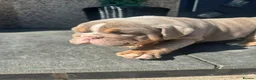English Bulldog dogs for sale: English bulldogs  in Mansfield - Advert 4